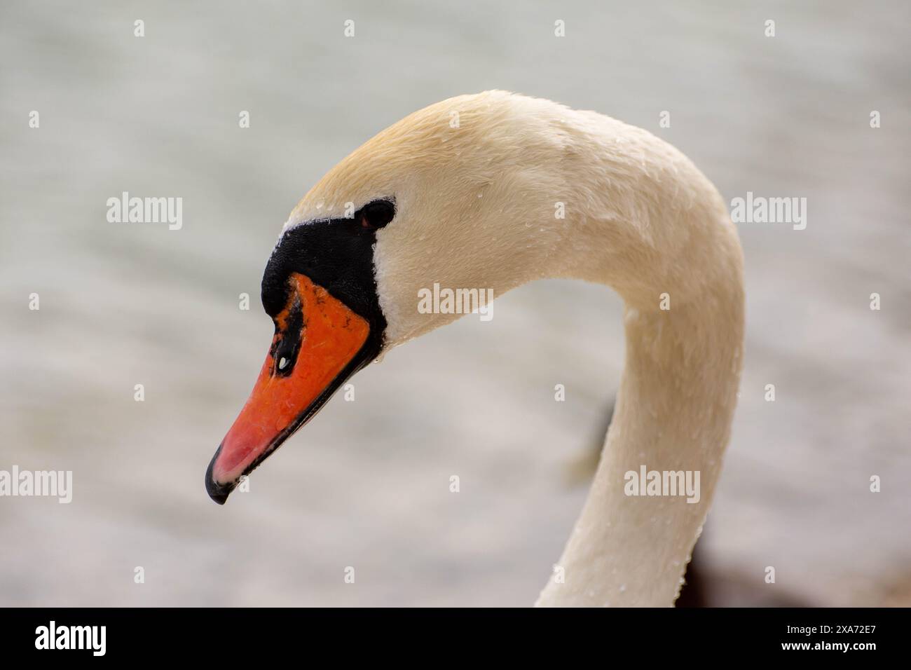 Gros plan de la tête et du cou d'un cygne avec un bec orange éclatant Banque D'Images