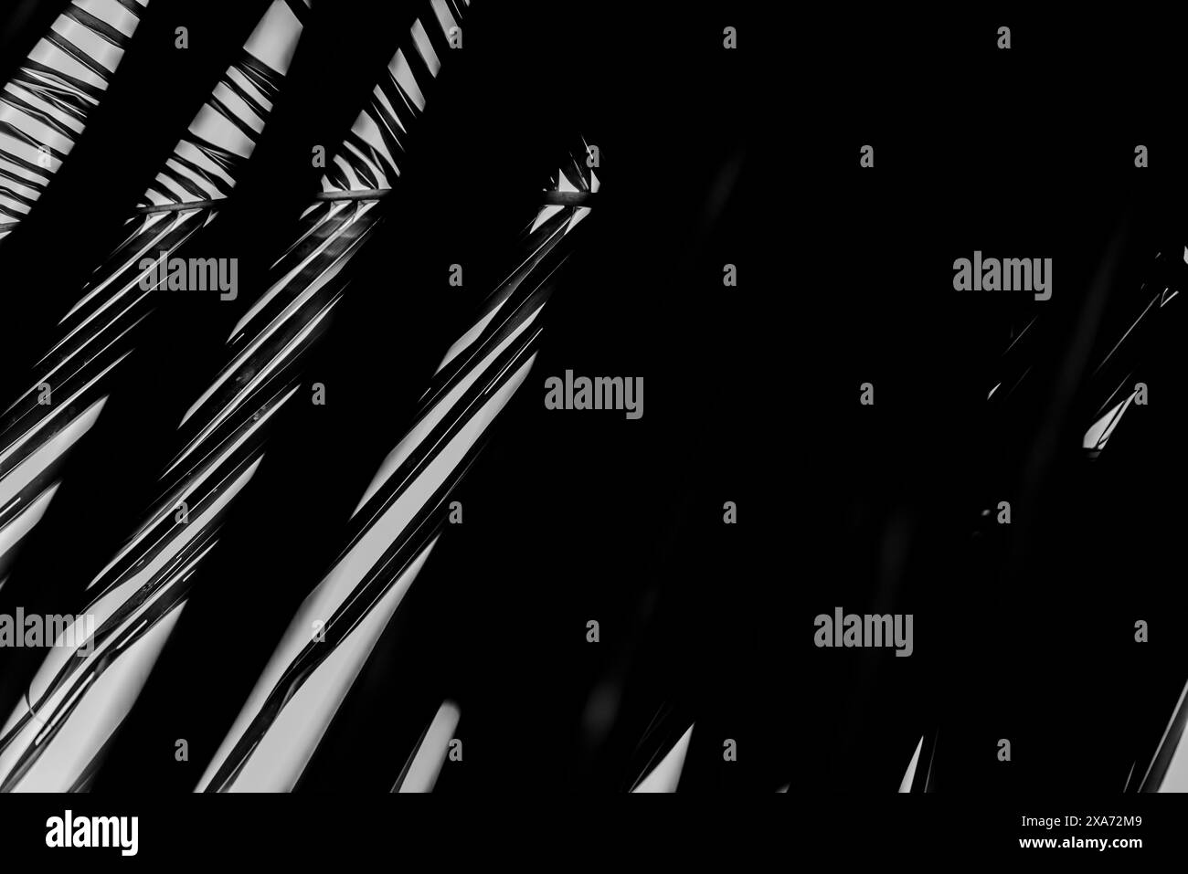 Un groupe de palmiers avec un feuillage sombre au premier plan Banque D'Images