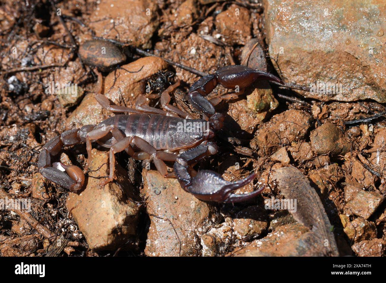 Gros plan détaillé sur un Scorpion du Pacifique ou de la forêt occidentale, Uroctonus mordax assis sur le sol en Californie du Nord Banque D'Images
