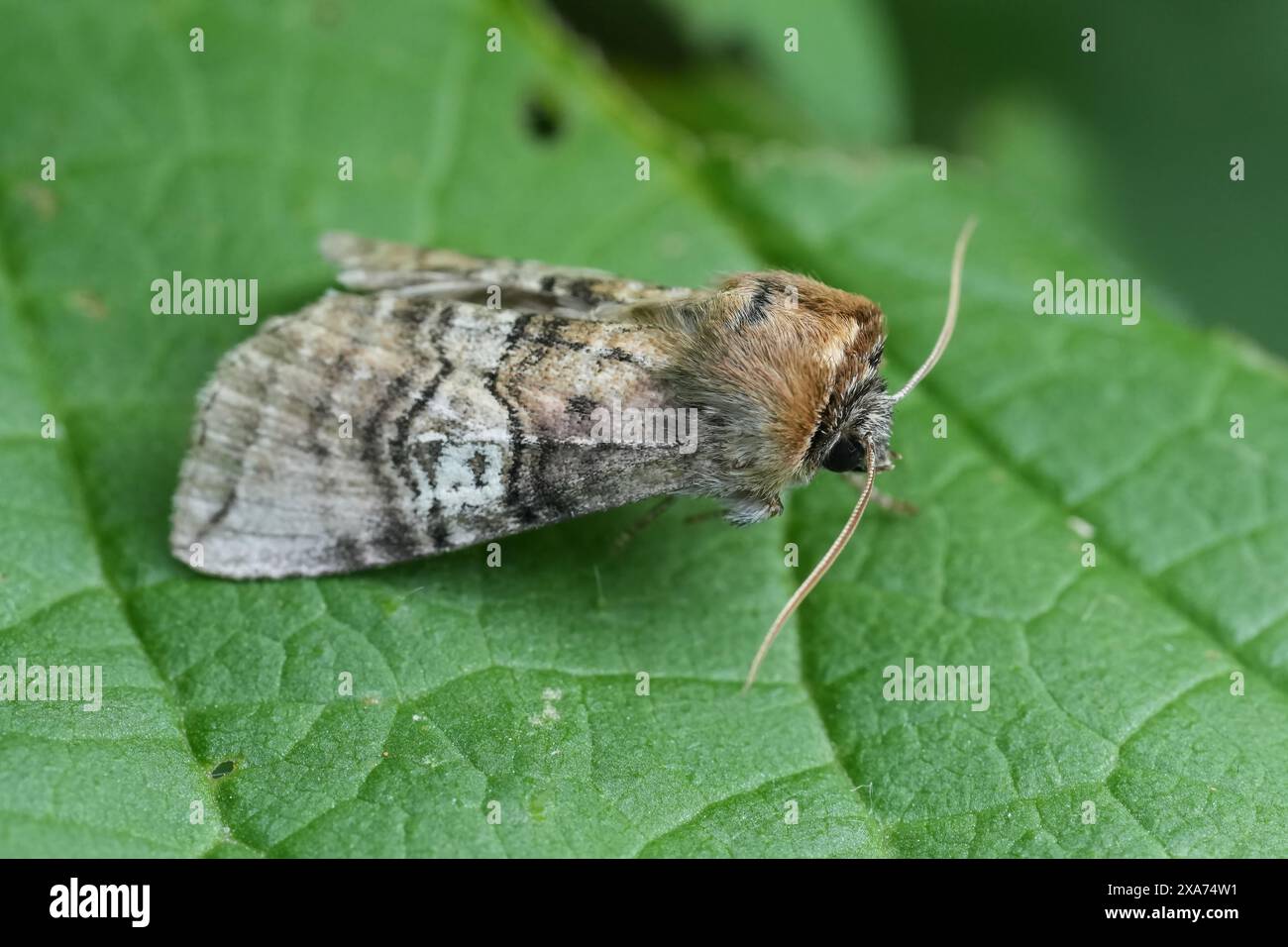 Gros plan naturel sur un papillon européen à crochet, figure de quatre-vingts , Tethea ocularis assis sur une feuille verte Banque D'Images
