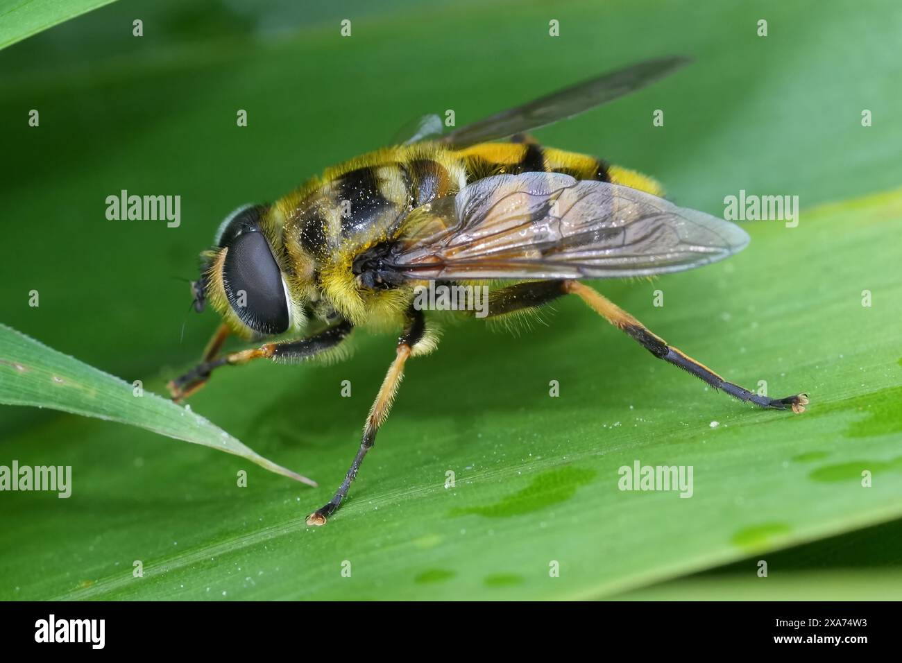 Naturel détaillé gros plan sur un Batman hoverfly, Myathropa florea assis dans une feuille verte Banque D'Images