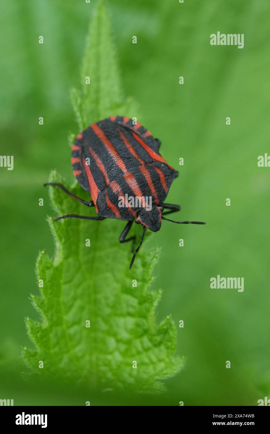 Gros plan vertical naturel sur le magnifique insecte rayé rouge européen , Graphosoma italicum sur une feuille verte Banque D'Images