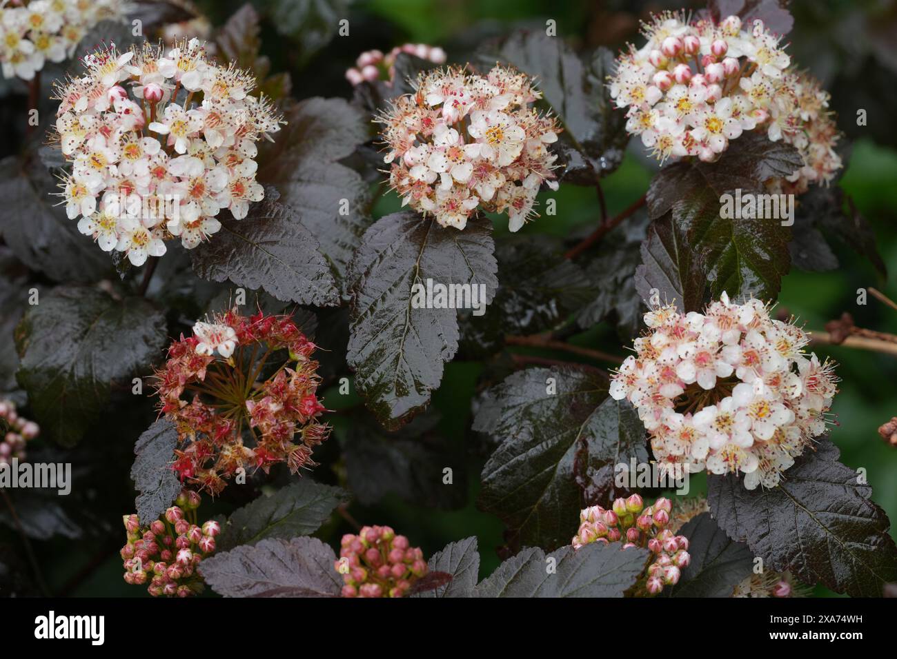 Gros plan naturel sur la Ninebark à fleurs blanches nord-américaines, Physocarpus opulifolius dans le jardin Banque D'Images