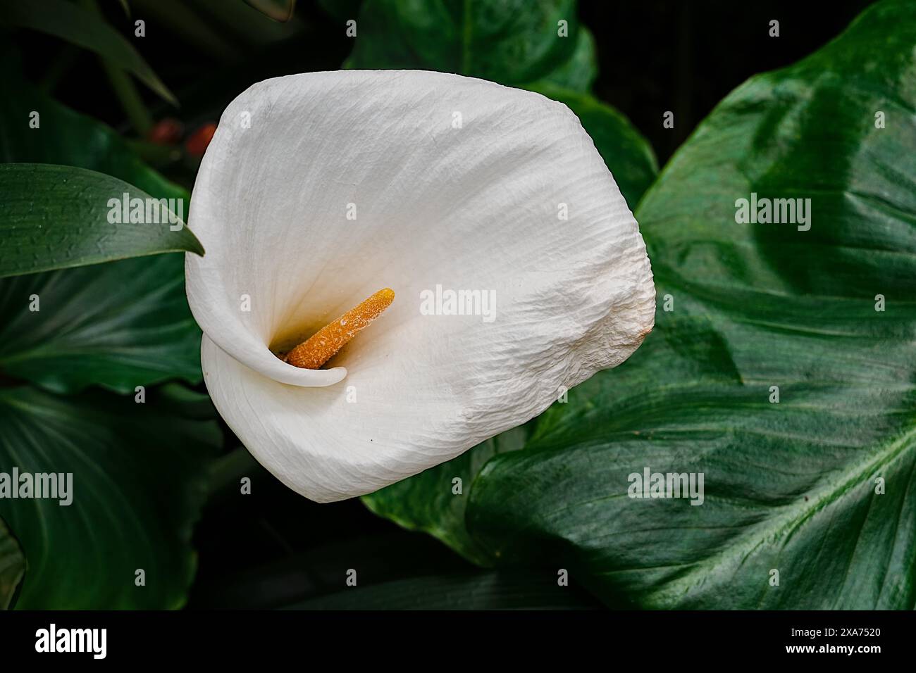 Une plante Araceae arum blanche fleurit dans des détails exquis. Banque D'Images