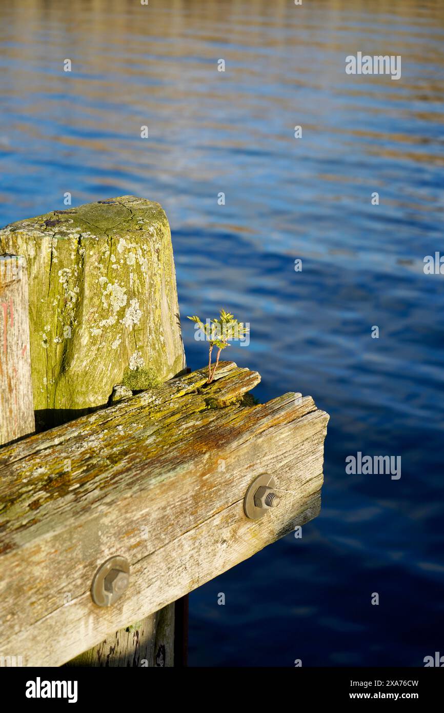 Un petit arbre qui pousse des grumes de bois de construction d'un vieux quai à la marina de Hoegset, Norvège Banque D'Images