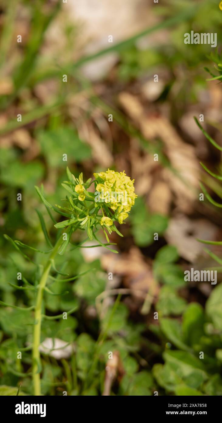 Un papillon gracieusement perché sur une plante dans un pré Banque D'Images