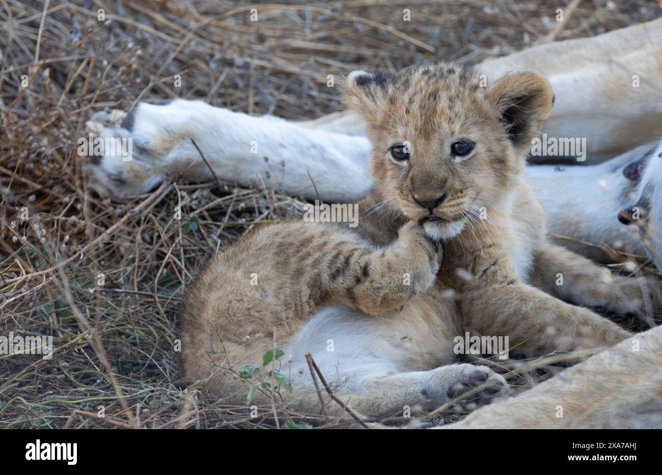 Lion Cub dans le cratère Ngoro Ngoro, Tanzanie Banque D'Images