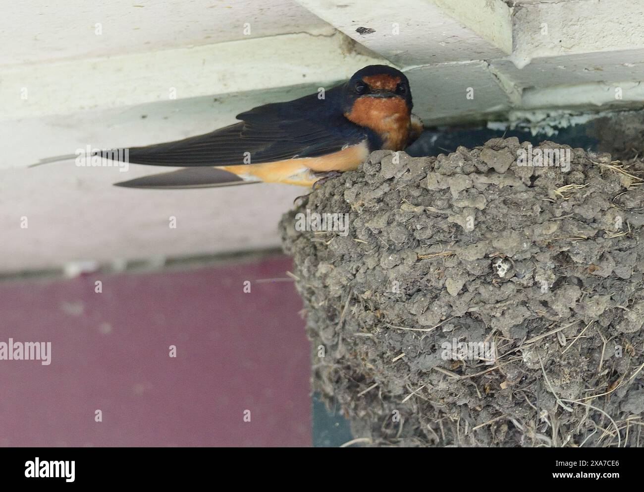 Hirondelle de grange (Hirundo rustica) assise sur le nid Banque D'Images