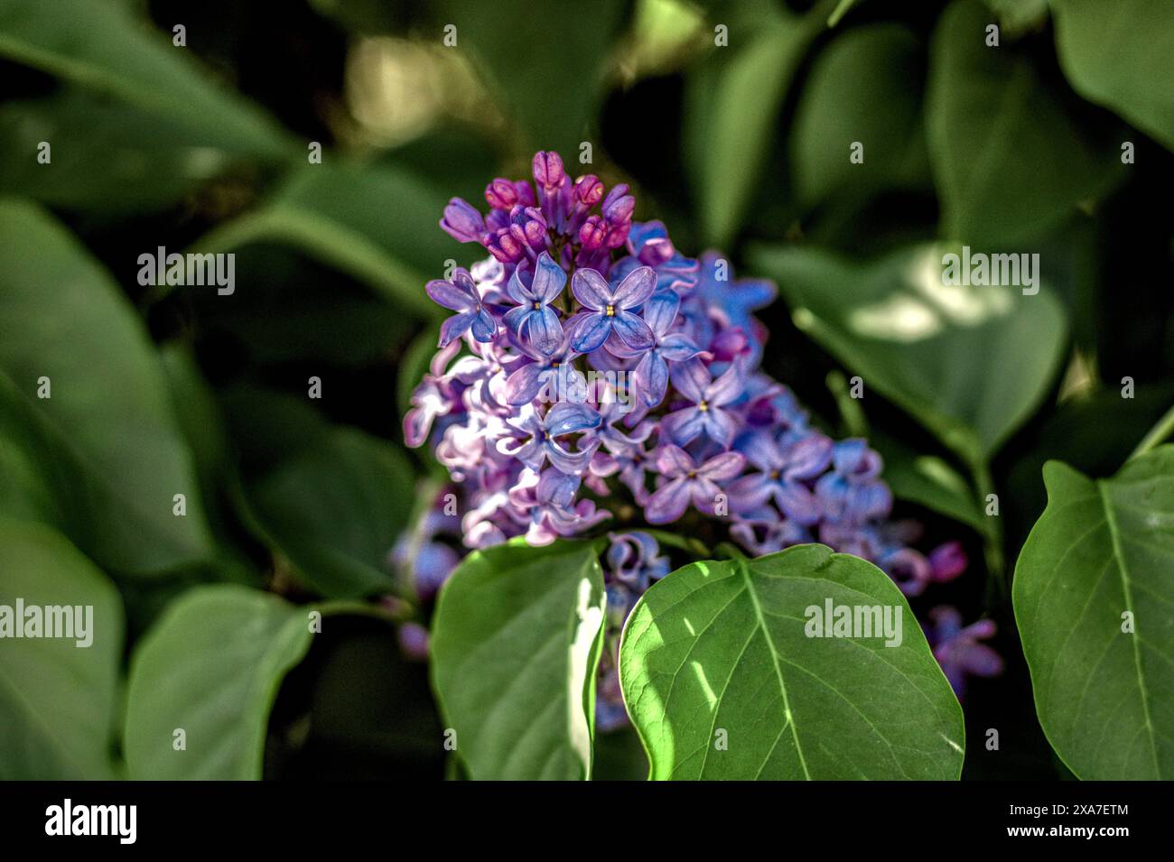 Un groupe de fleurs violettes fleurissant d'un arbre Banque D'Images