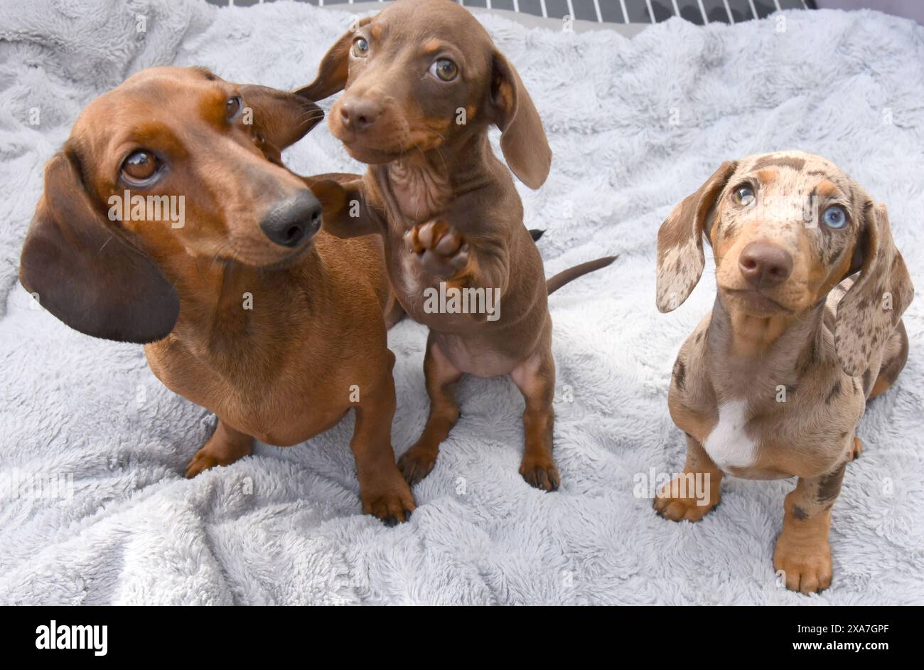 PRODUCTION - 30 mai 2024, Saxe, Bad Düben, Eilenburg : pendant une pause à la réunion mensuelle des hommes et des femmes du groupe Bad Düben datchund, le teckel nain 'Hector' est assis sur une couverture avec les deux chiots Hazel et Avani (gauche-droite) et attend une friandise. L'un des teckel à cheveux durs, courts ou longs dans de nombreuses variations de couleurs est le teckel 'Hector' d'Eilenburg, qui a déjà joué le rôle d'une petite star de cinéma dans le film 'Räuber Hotzenplotz' et apparaîtra ensuite comme un mini-acteur dans la série criminelle 'Soko Leipzig'. Environ 50 amoureux des chiens de la région de Bad Düben se rencontrent Banque D'Images