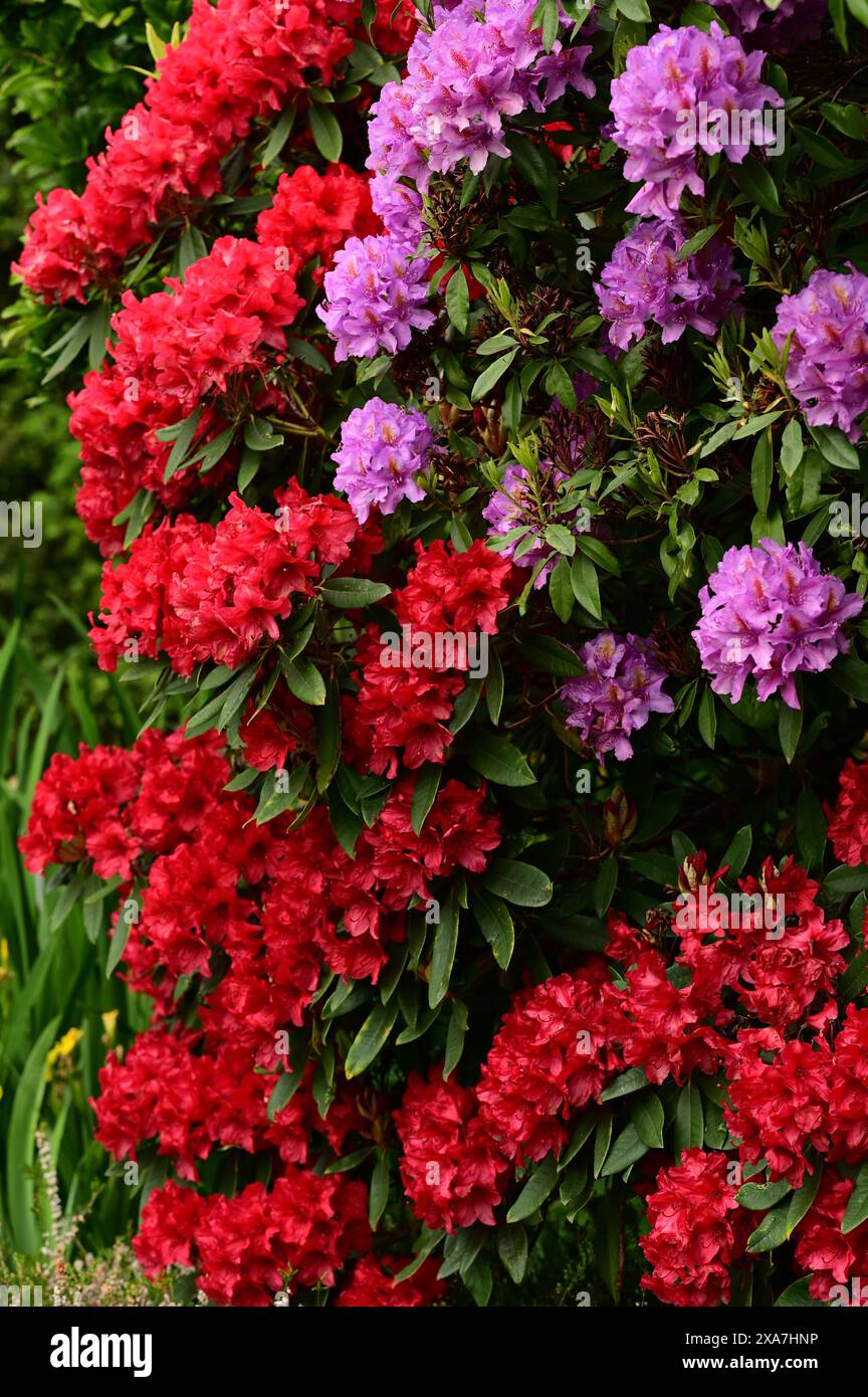 Buisson solitaire présentant diverses fleurs colorées Banque D'Images