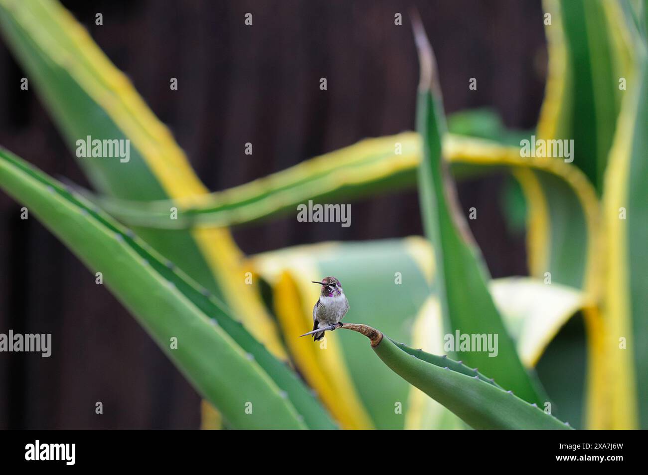 Un petit oiseau perché sur une feuille regarde vers le haut Banque D'Images