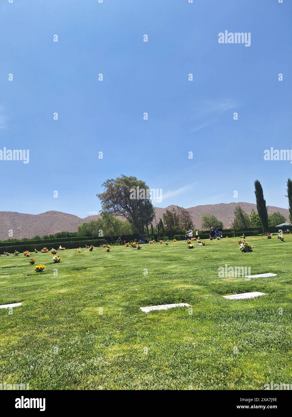 Une herbe verte vibrante avec des pierres dispersées dans une cour bien entretenue Banque D'Images