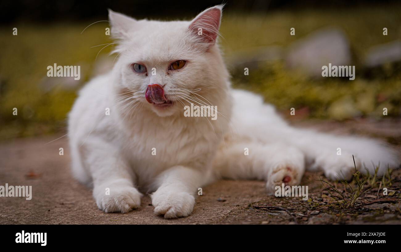 photo d'un chat blanc Banque D'Images