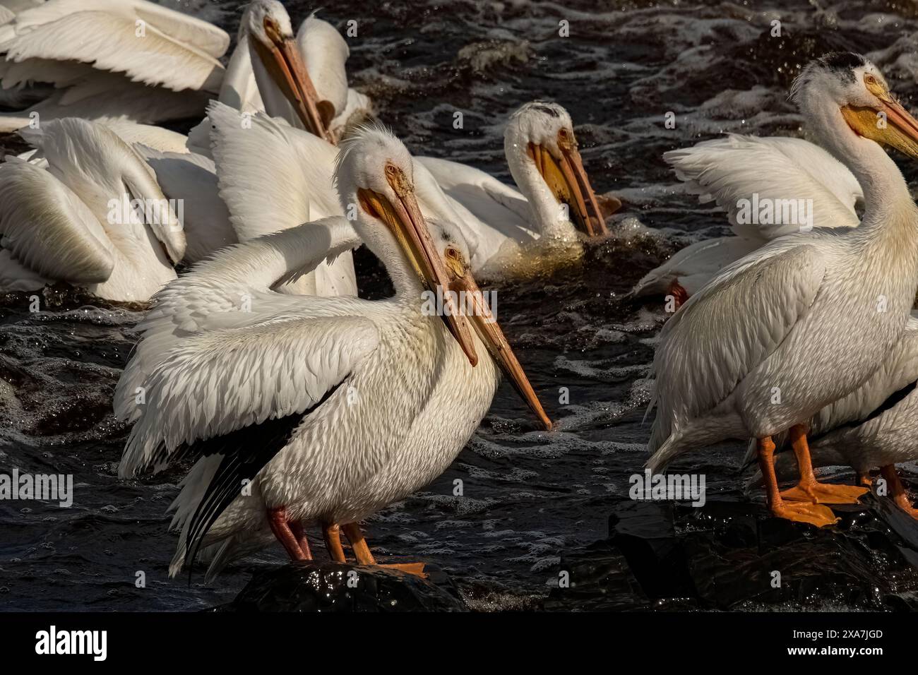 Les pélicans en eau peu profonde avec des rochers et des algues Banque D'Images