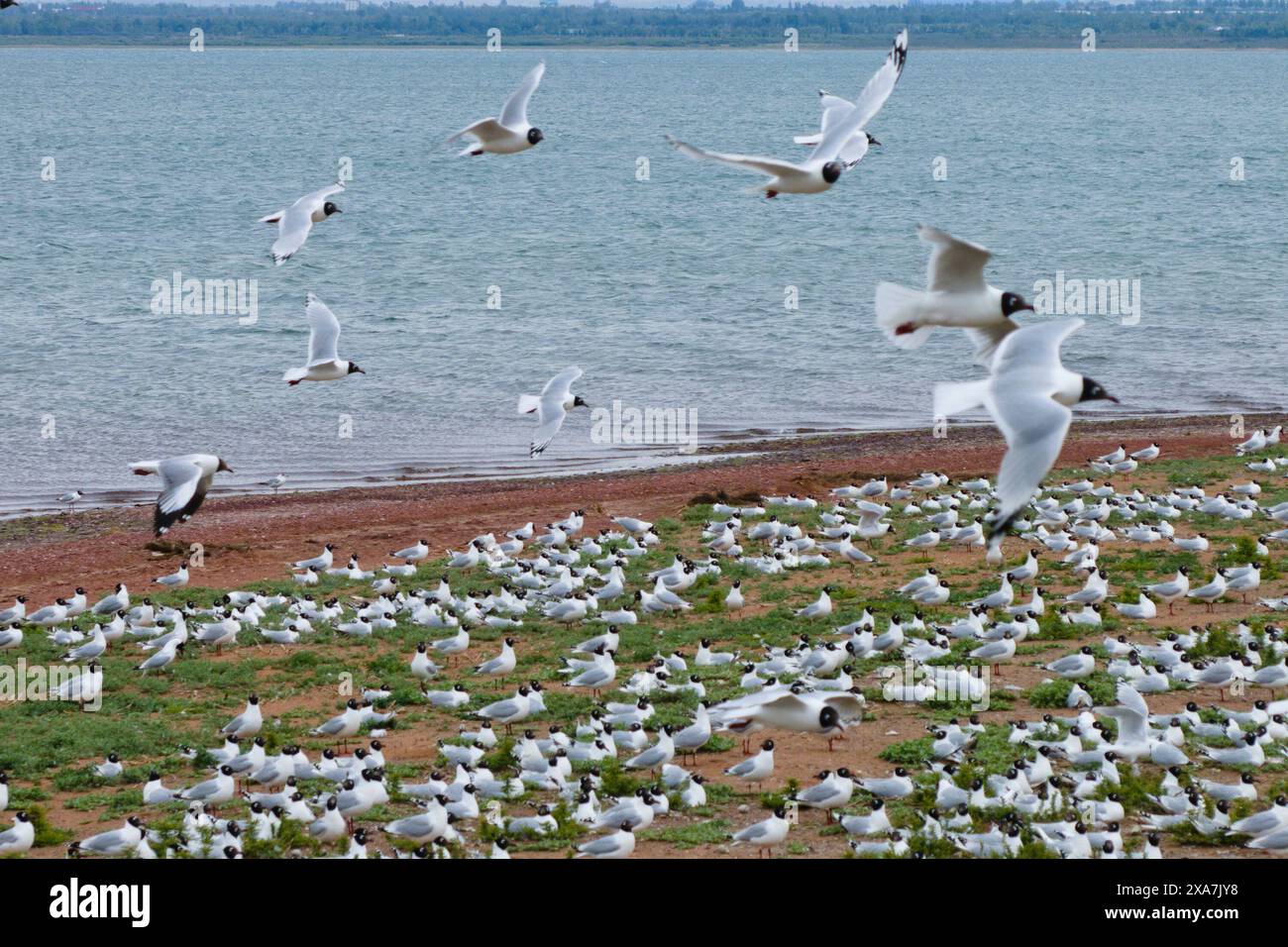 XI'an. 4 juin 2024. Une photo de drone prise le 4 juin 2024 montre des goélands reliques dans la réserve naturelle nationale de Hongjiannao à Shenmu, dans la province du Shaanxi au nord-ouest de la Chine. À l'heure actuelle, près de 5 000 nids de goélands reliques sont entrés dans la période d'incubation et de couvaison dans le lac Hongjiannao, le plus grand lac d'eau douce désertique de Chine. Après des années de traitement, le lac a retrouvé sa vitalité et est devenu un habitat important et un lieu de reproduction pour les goélands reliques, qui sont sous protection nationale de première classe en Chine. Crédit : Shao Rui/Xinhua/Alamy Live News Banque D'Images