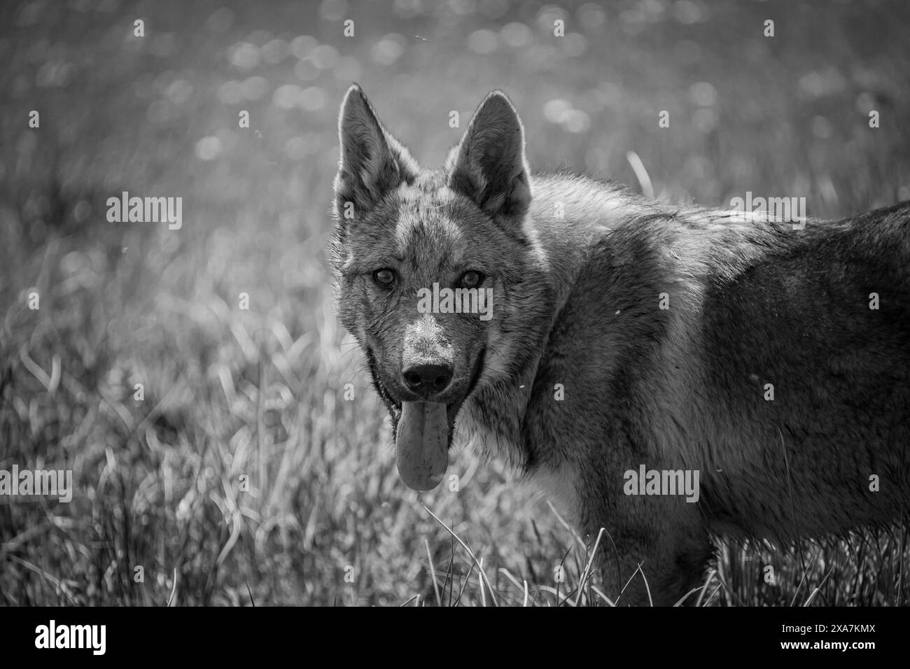 Un chien ludique qui court dans un champ herbeux avec des arbres en arrière-plan Banque D'Images