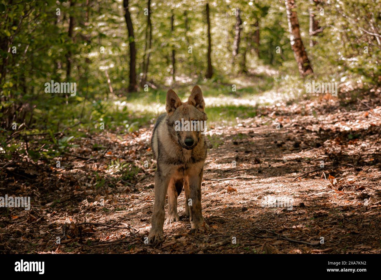Un chien ludique qui court dans un champ herbeux avec des arbres en arrière-plan Banque D'Images