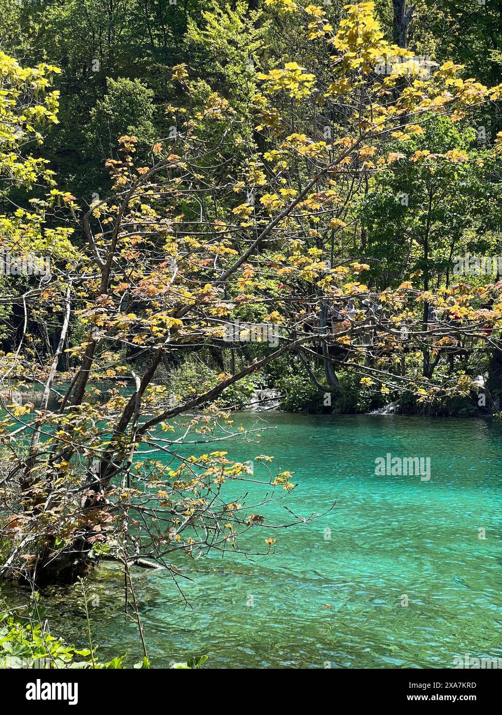Vue panoramique sur l'eau depuis le rivage à côté de l'arbre Banque D'Images