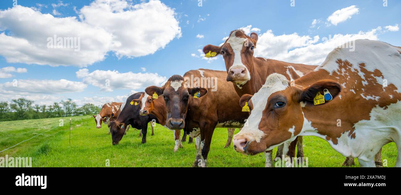 Vue latérale de vaches curieuses dans le champ Banque D'Images