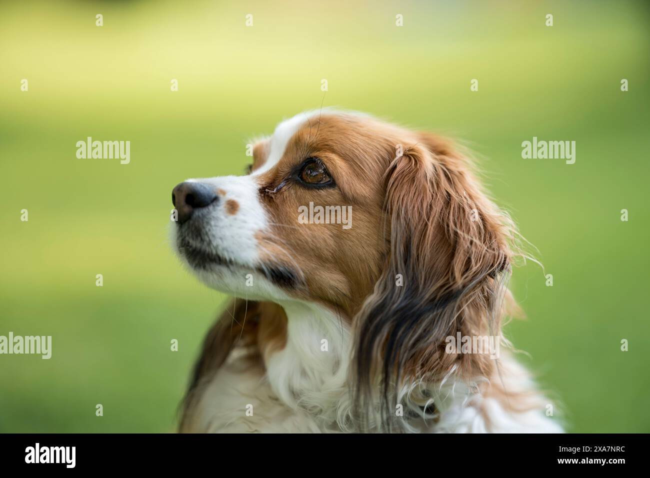 Un chien debout dans l'herbe, regardant vers le haut Banque D'Images