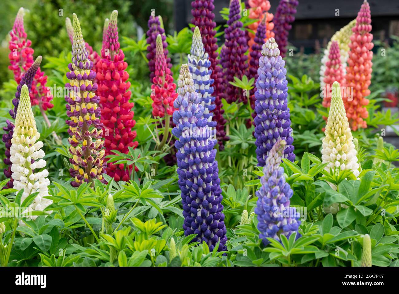 Lupin. Exposition colorée de lupin en mai Banque D'Images