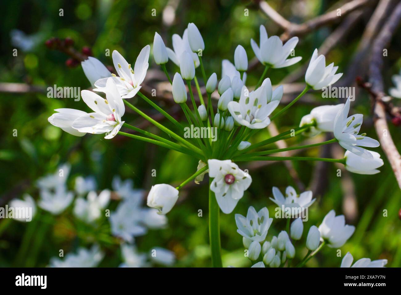 Fleurs blanches de la fleur sauvage de l'ail de Naples (Allium neapolitanum), Chypre Banque D'Images