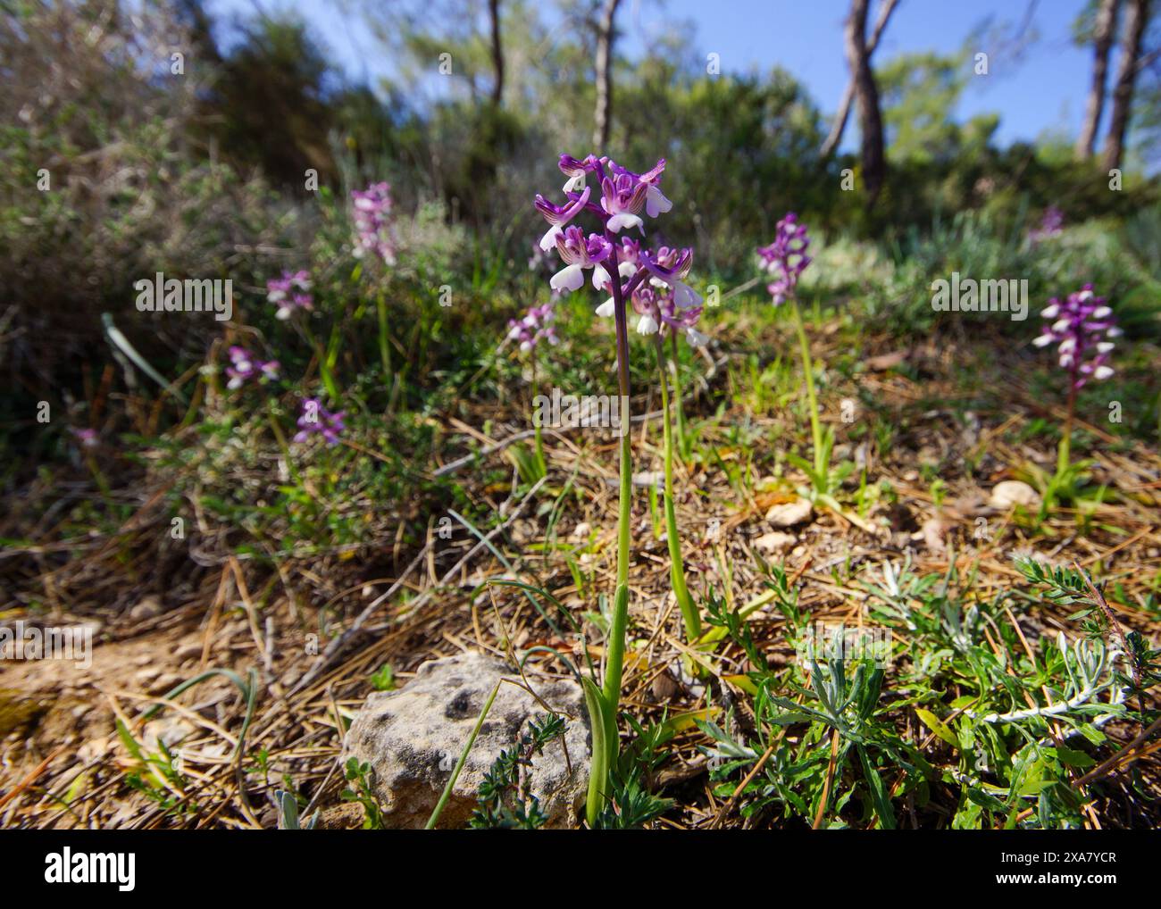 Groupe d’orchidées syriennes fleuries à ailes vertes (Anacamptis morio ssp. Syriaca), dans l'habitat naturel de Chypre Banque D'Images