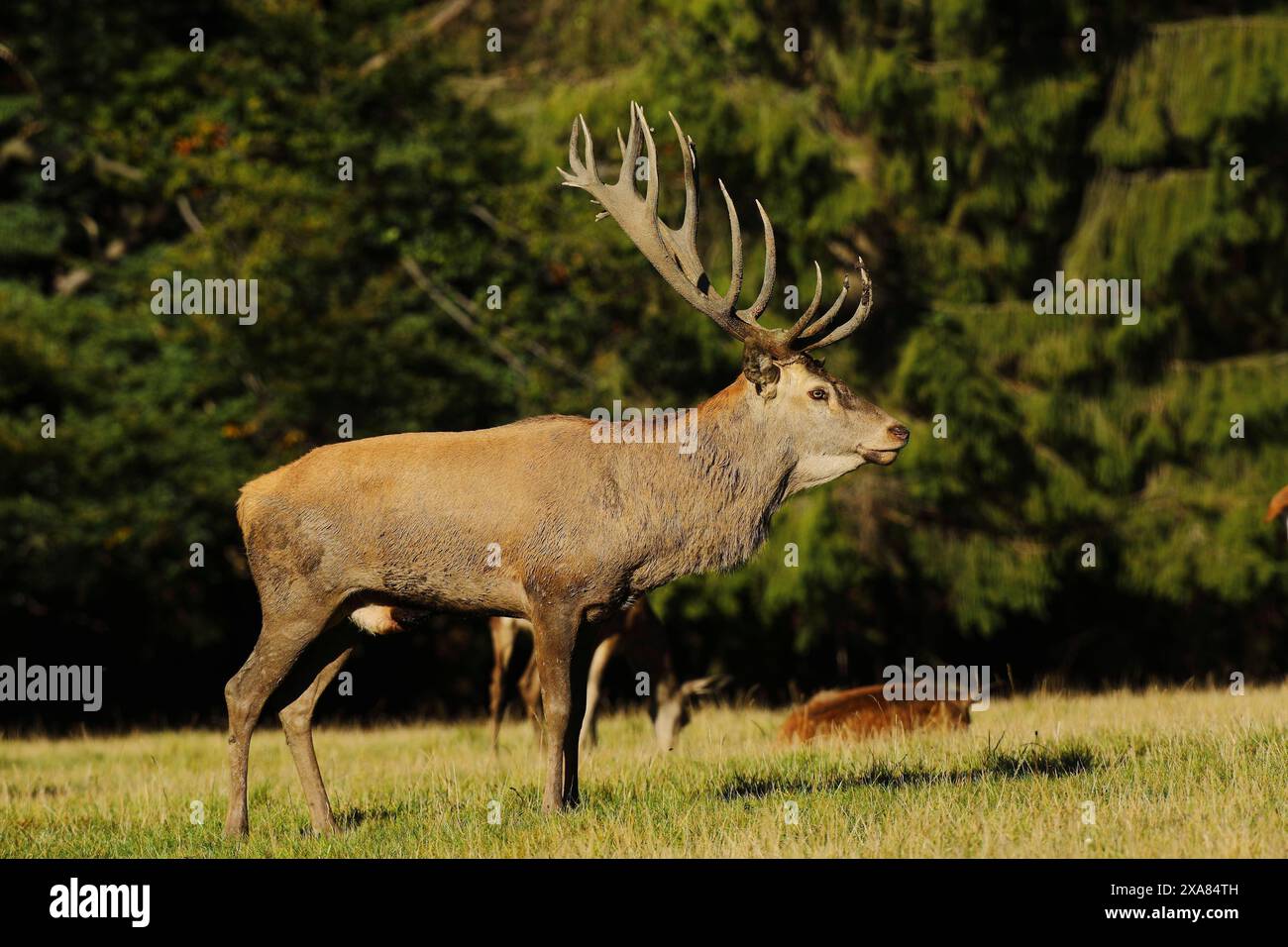Cerf roux (Cervus elaphus), cerf majuscule pendant l'ornière à la lisière de la forêt, faune sauvage, Rhénanie du Nord-Westphalie, Allemagne Banque D'Images