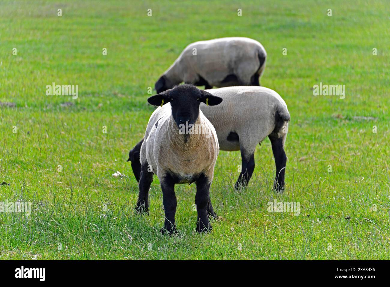 A Pennan dans la lumière du soir, Aberdeenshire, Écosse, Grande-Bretagne, Europe, moutons pâturant sur une prairie verte sous le ciel ouvert, Écosse, Unis Banque D'Images