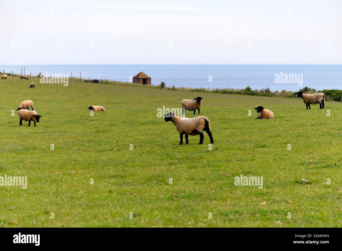 A Pennan dans la lumière du soir, Aberdeenshire, Écosse, Grande-Bretagne, Europe, moutons pâturant sur une prairie verte près de la mer, avec une clôture et un Banque D'Images