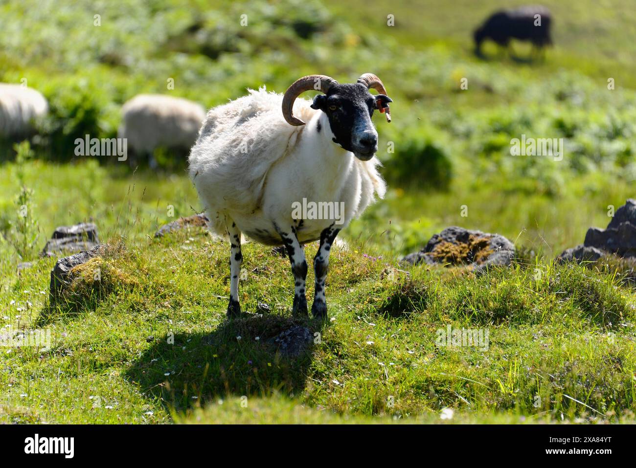 Moutons dans une prairie verte dans un cadre rural, Écosse, Royaume-Uni, Grande-Bretagne Banque D'Images