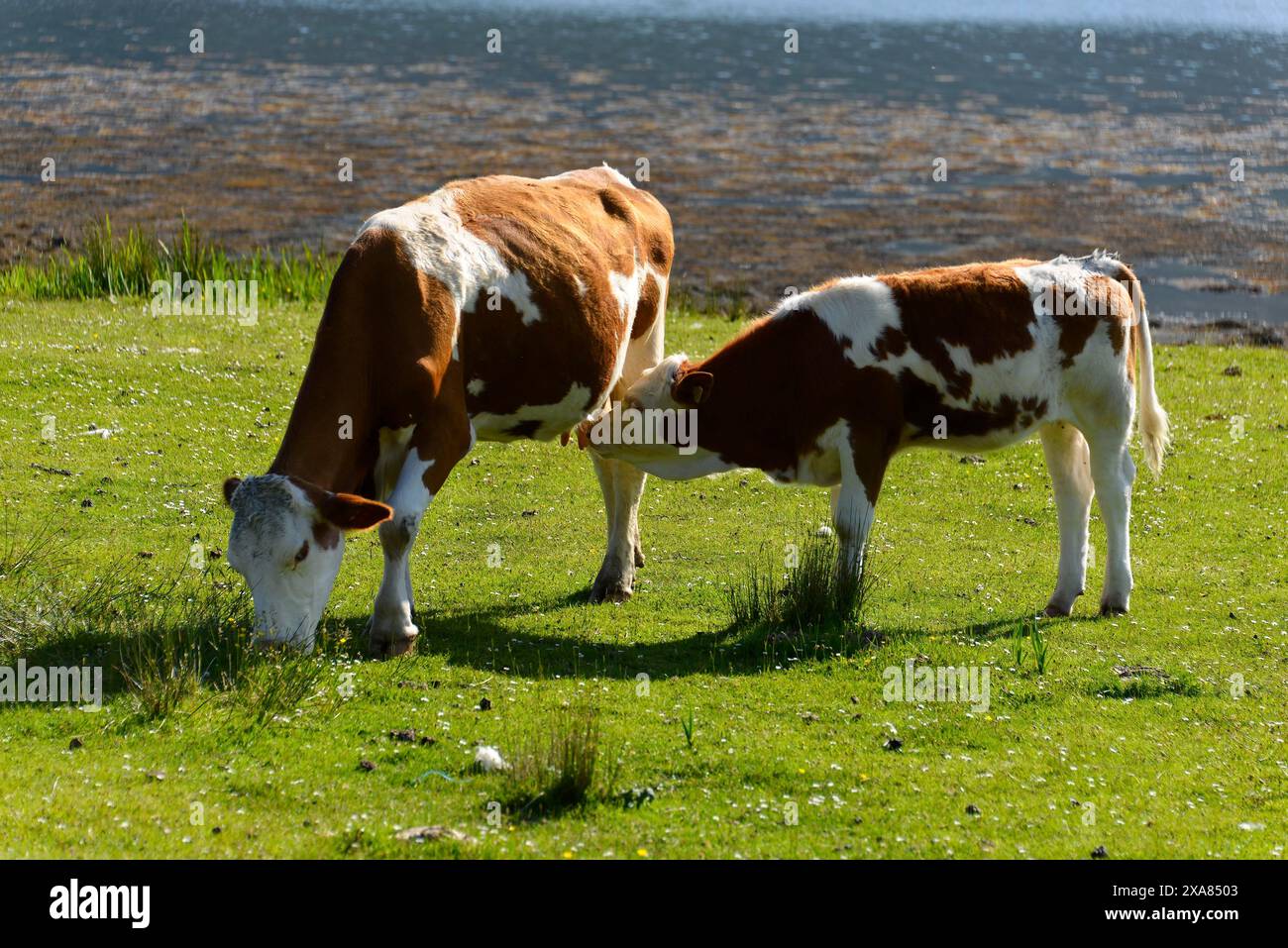 Paysage de l'île de Skye, île de Skye, Hébrides intérieures, Highlands et îles, Écosse, Royaume-Uni, Europe, Un veau tète avec sa mère Banque D'Images