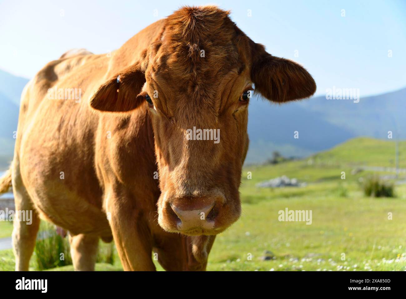 Île de Skye, Hébrides intérieures, Highlands et îles, Écosse, Royaume-Uni, Europe, gros plan d'une vache dans une prairie verte dans une campagne paisible Banque D'Images