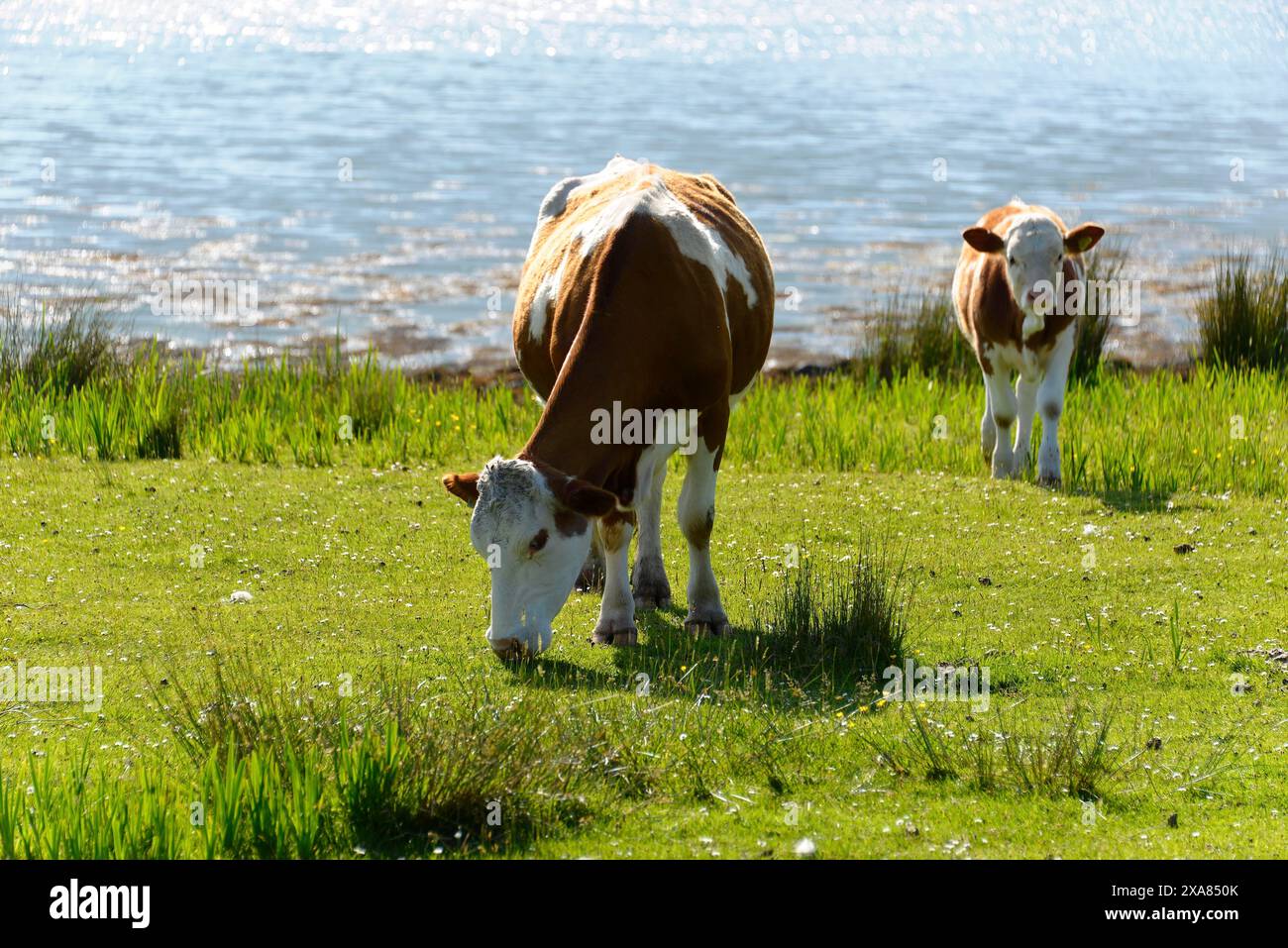 Paysage de l'île de Skye, île de Skye, Hébrides intérieures, Highlands et îles, Écosse, Royaume-Uni, Europe, deux vaches qui paissent sur un green Banque D'Images