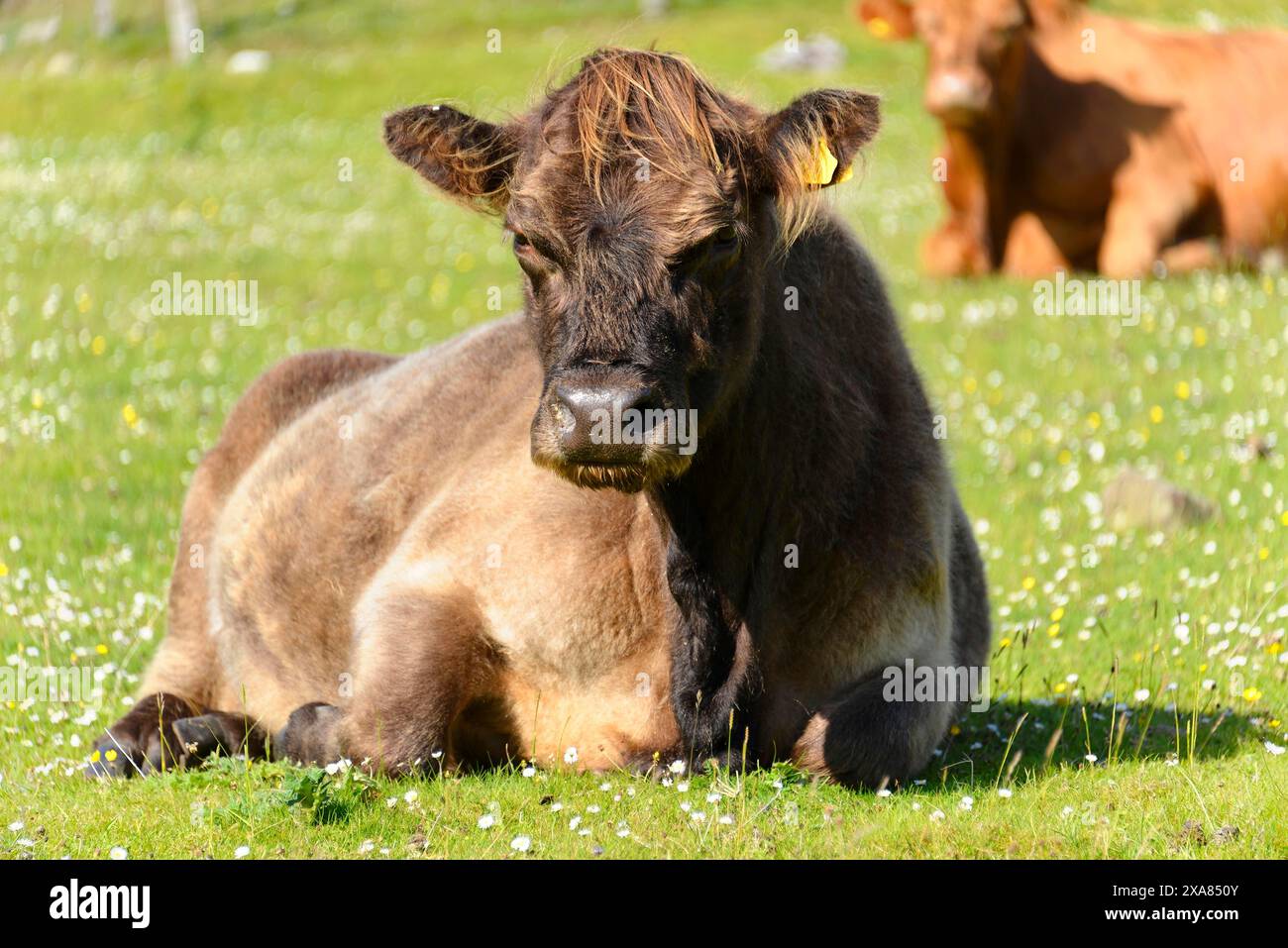 Île de Skye, Hébrides intérieures, Highlands et îles, Écosse, Royaume-Uni, Europe, Un veau est détendu sur une prairie verdoyante ensoleillée entourée de Banque D'Images