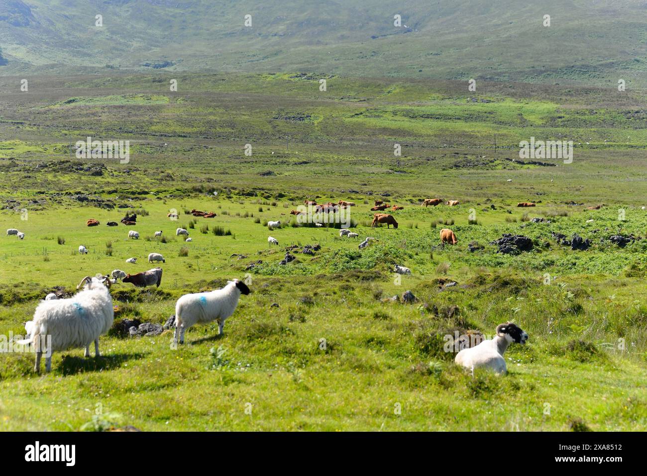 Paysage de l'île de Skye, île de Skye, Hébrides intérieures, Highlands et îles, Écosse, grande-Bretagne, Europe, moutons qui paissent sur une prairie verte Banque D'Images