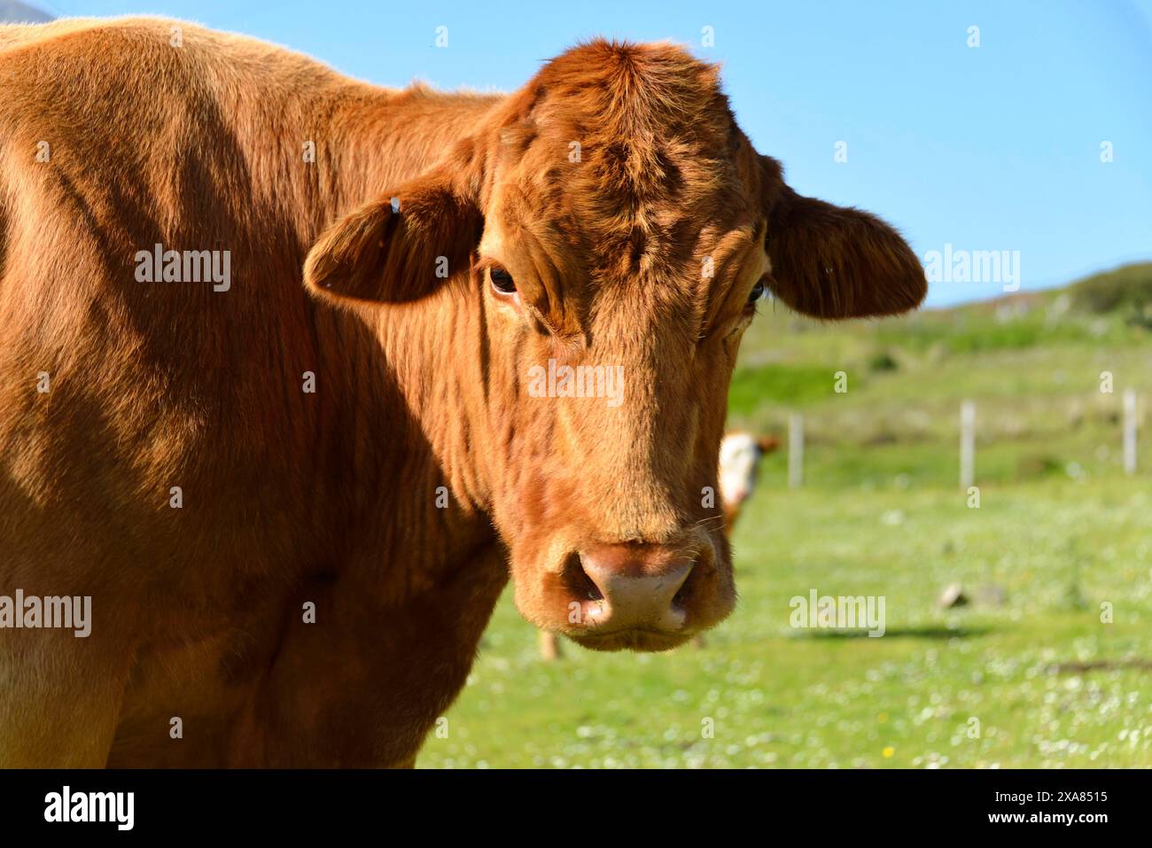 Île de Skye, Hébrides intérieures, Highlands et îles, Écosse, Grande-Bretagne, Europe, Portrait d'une vache brune dans un pré vert par une journée ensoleillée Banque D'Images