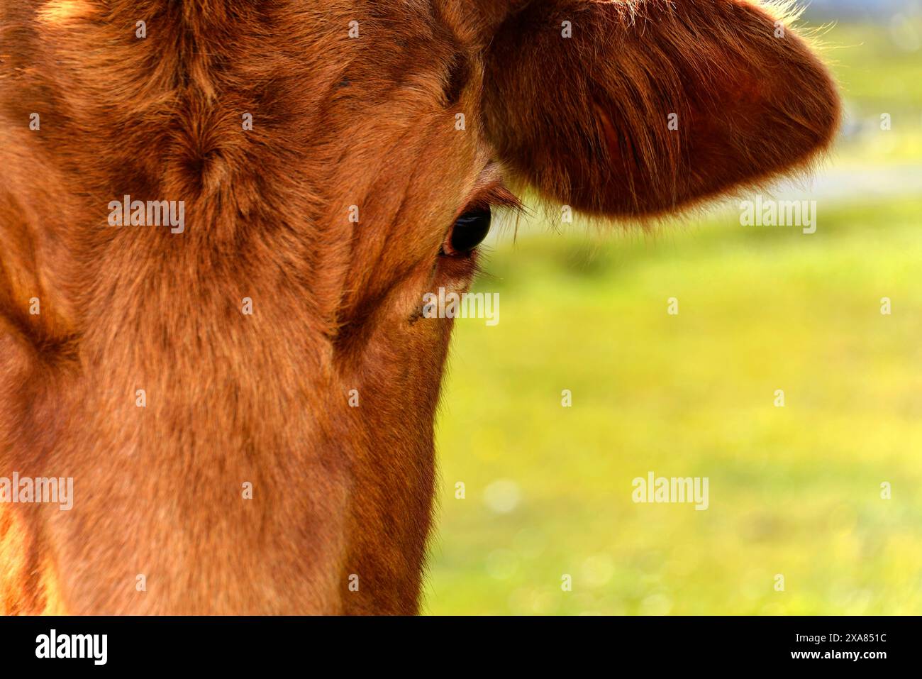 Île de Skye, Hébrides intérieures, Highlands et îles, Écosse, Royaume-Uni, Europe, Une vache brune se tient sur un pré vert et regarde directement dans Banque D'Images