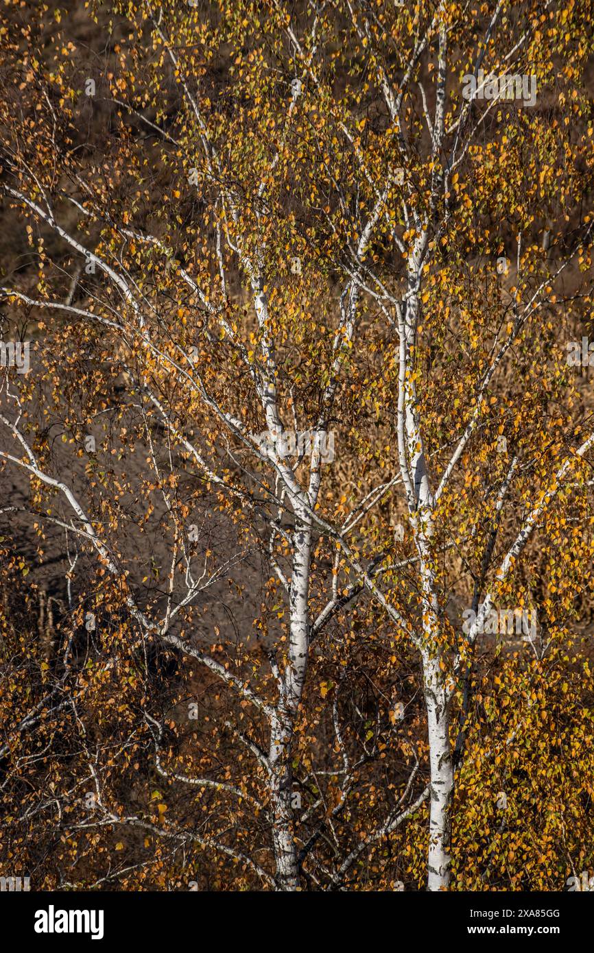 bouleau sur la colline en paysage d'automne. Ciel bleu, soleil du soir. Banque D'Images