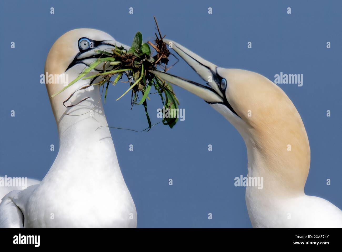 Des gannets luttant contre le matériel de nidification Banque D'Images