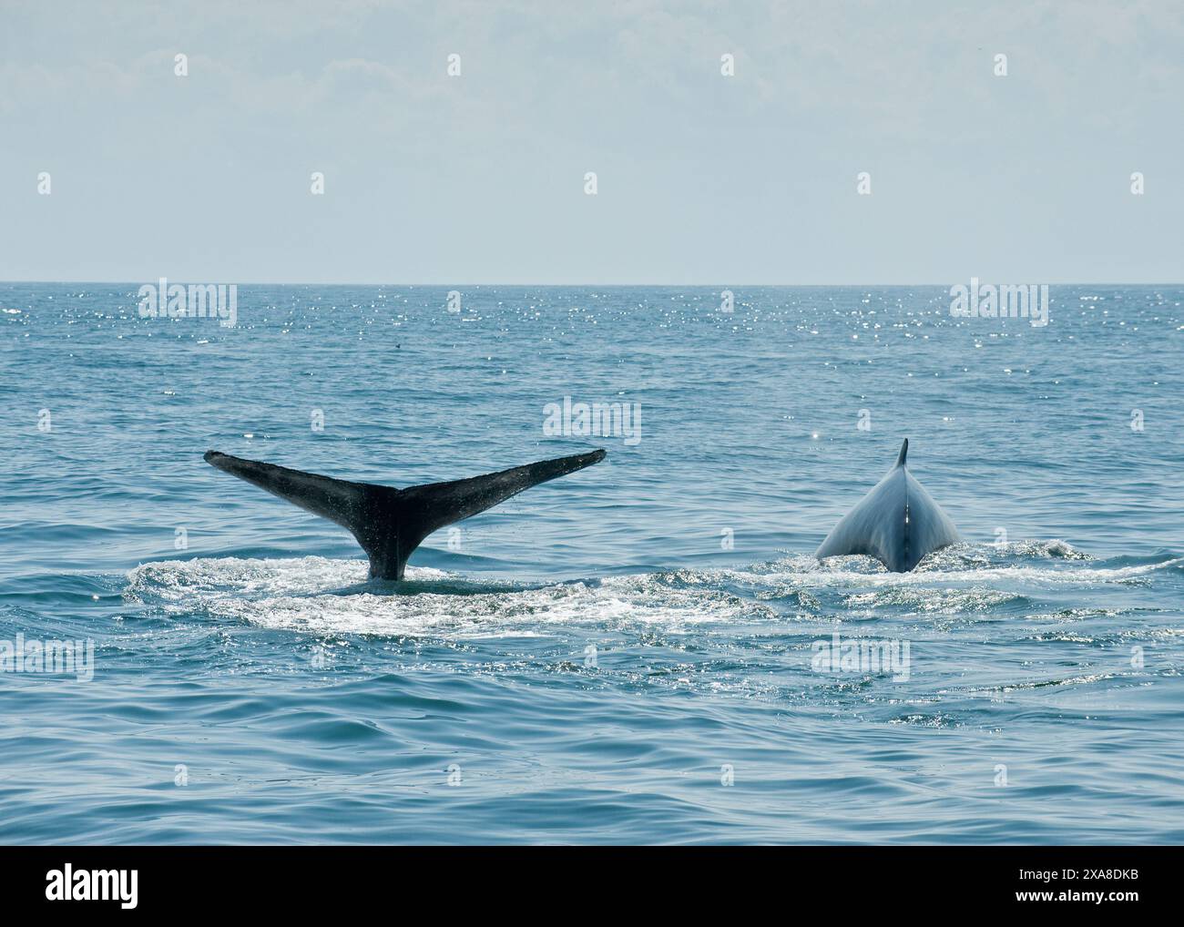 Baleines à bosse dans le sanctuaire marin national de Stellwagen Bank. Cape Cod, Massachusetts (États-Unis d'Amérique) Banque D'Images