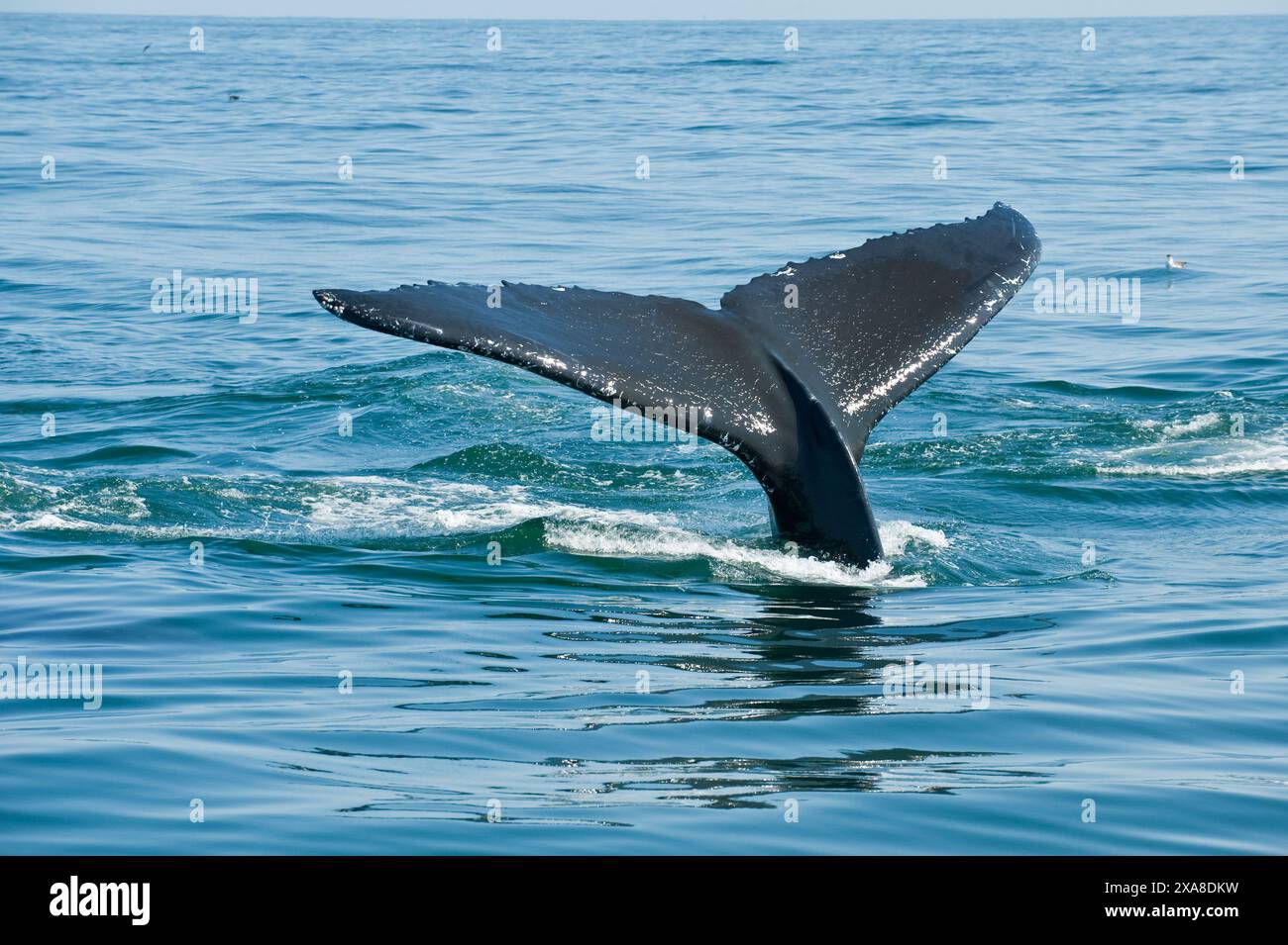 Baleines à bosse dans le sanctuaire marin national de Stellwagen Bank. Cape Cod, Massachusetts (États-Unis d'Amérique) Banque D'Images