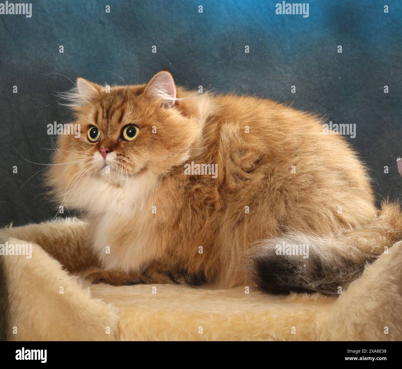 Highland Straight. Un chat adulte (noir doré ombragé couché sur un lit d'animal de compagnie Banque D'Images