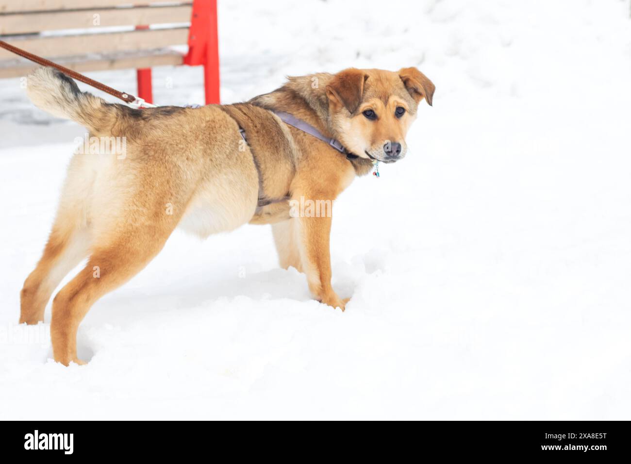 Un chien brun, peut-être un animal de travail carnivore, se tient en laisse dans la neige. Il semble être un chien de compagnie, portant un collier comme un su animal de compagnie Banque D'Images