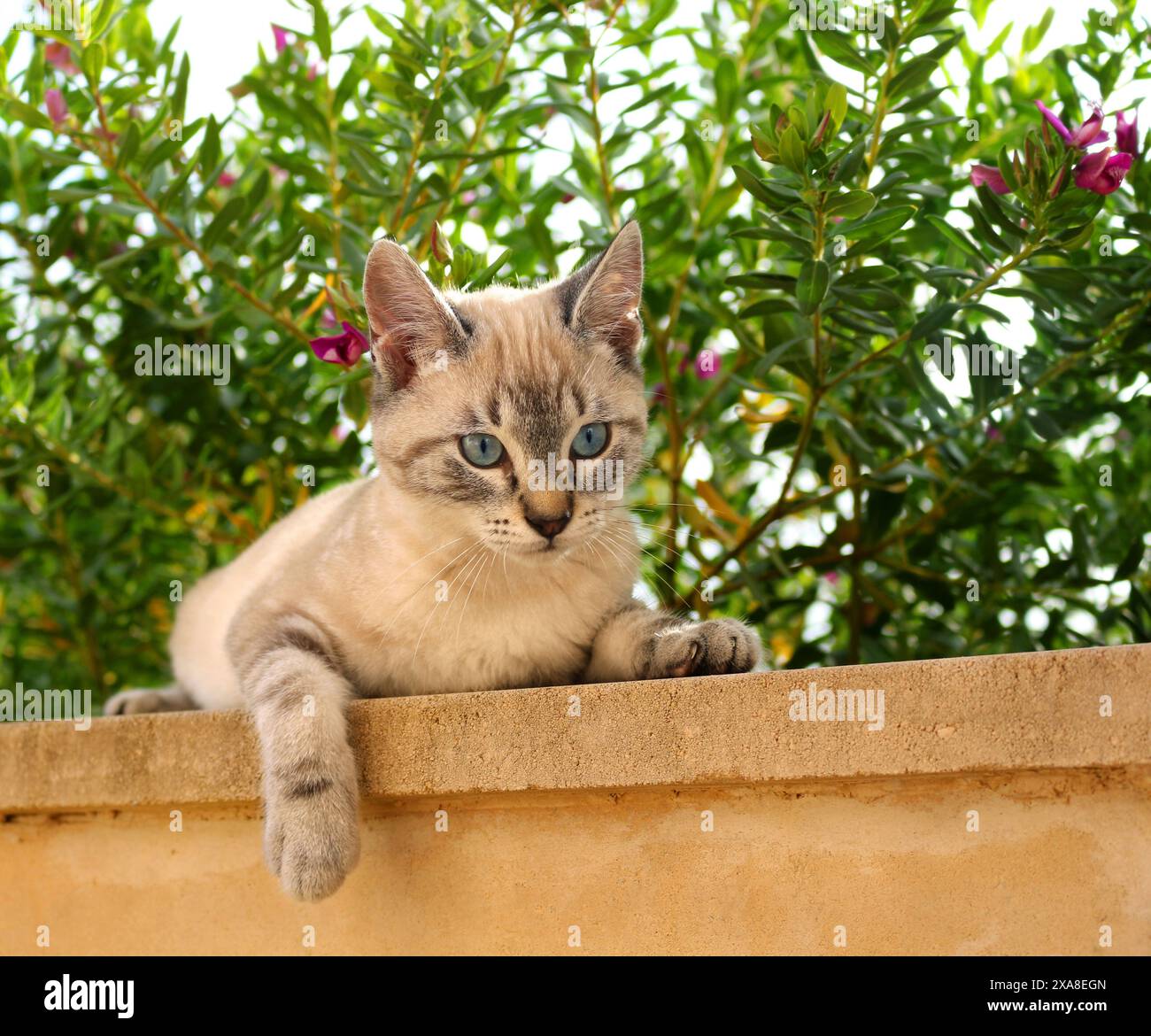 Catégorie nationale Chaton au gingembre (3 mois, point tabby du phoque) couché sur un mur Banque D'Images