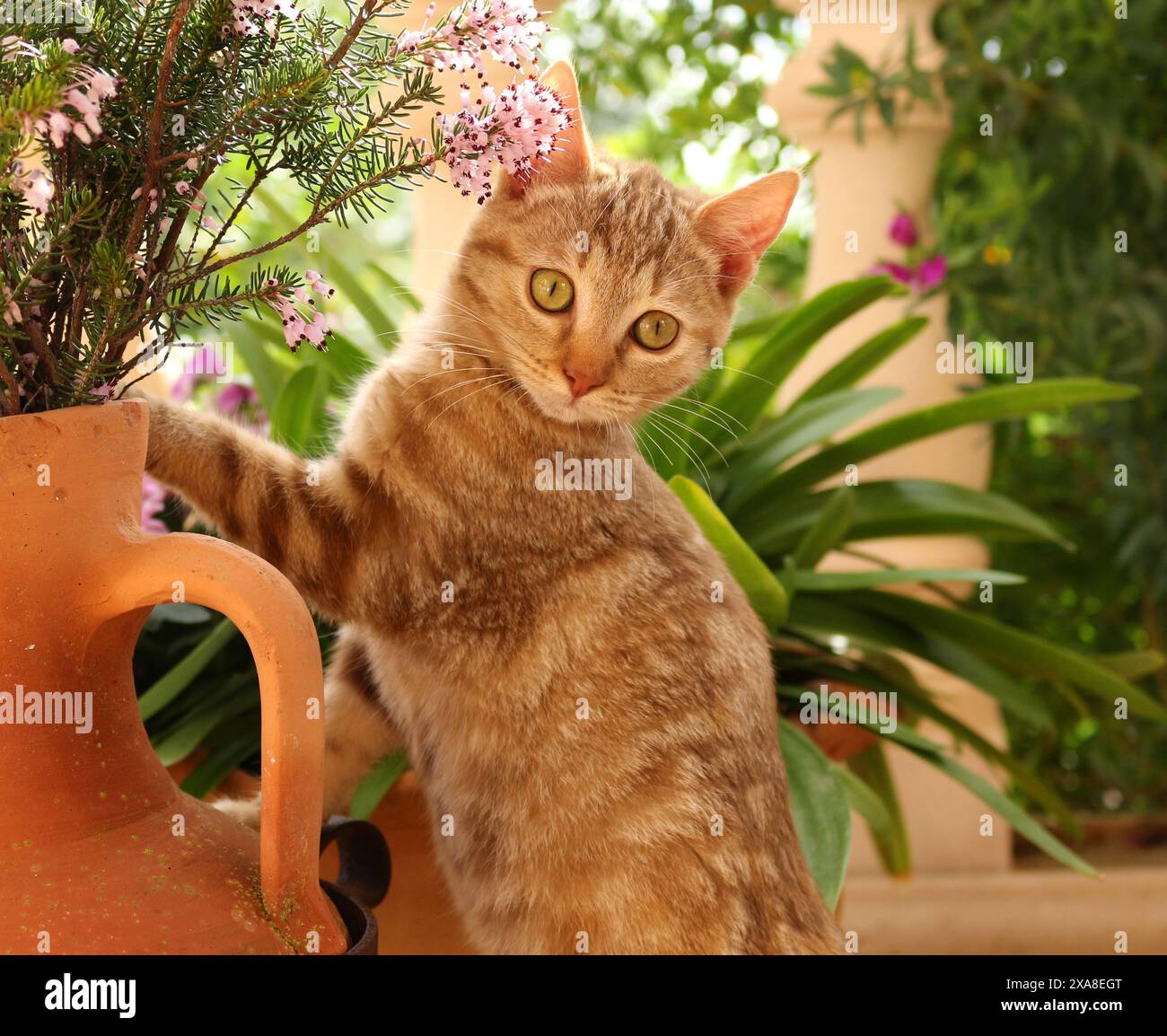 Catégorie nationale Chaton au gingembre (3 mois) à côté d'une amphore dans le jardin. Espagne Banque D'Images