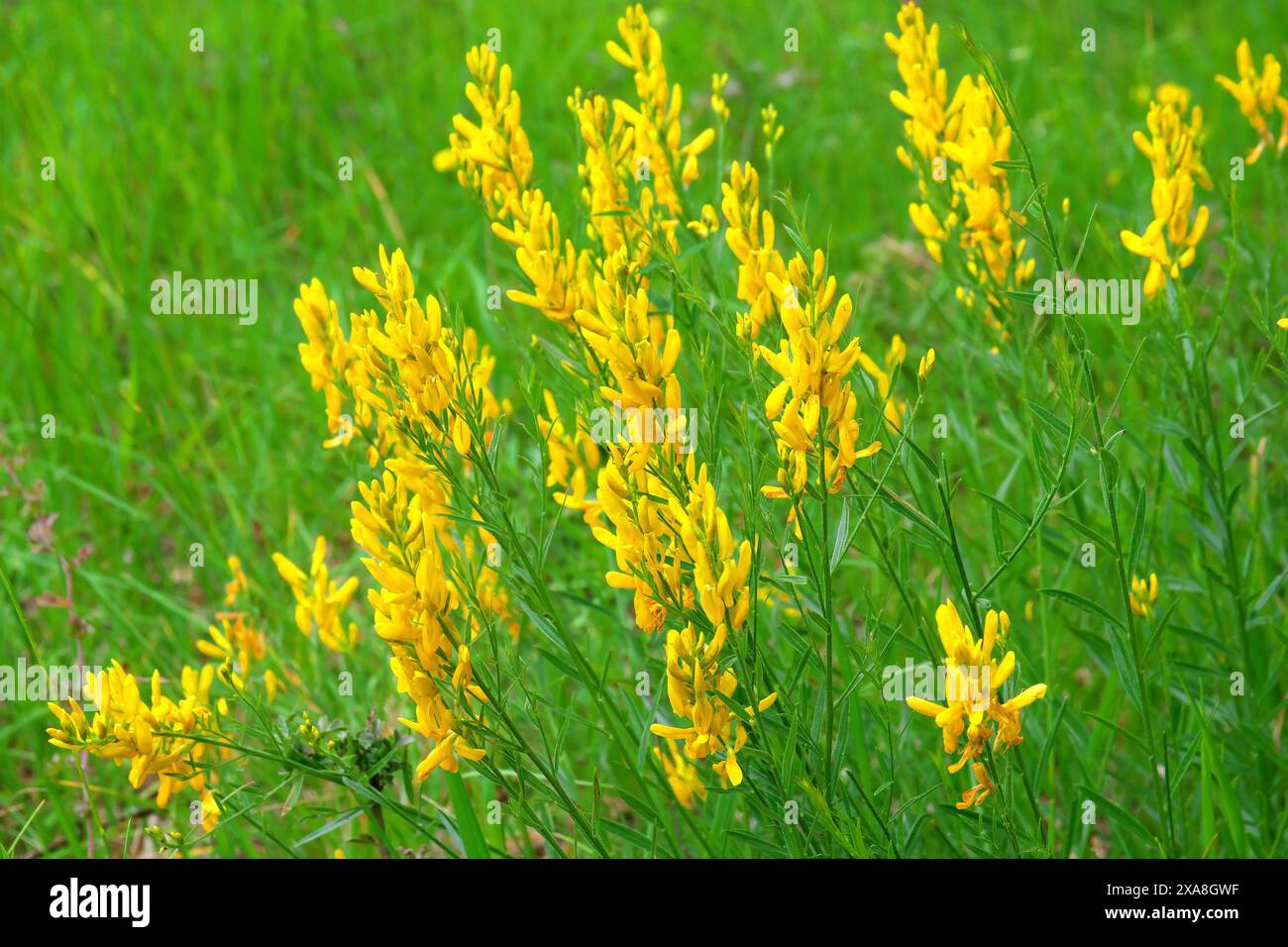 Teinturiers Broom, Dyers Greenweed (Genista tinctoria), buisson à fleurs. Allemagne Banque D'Images