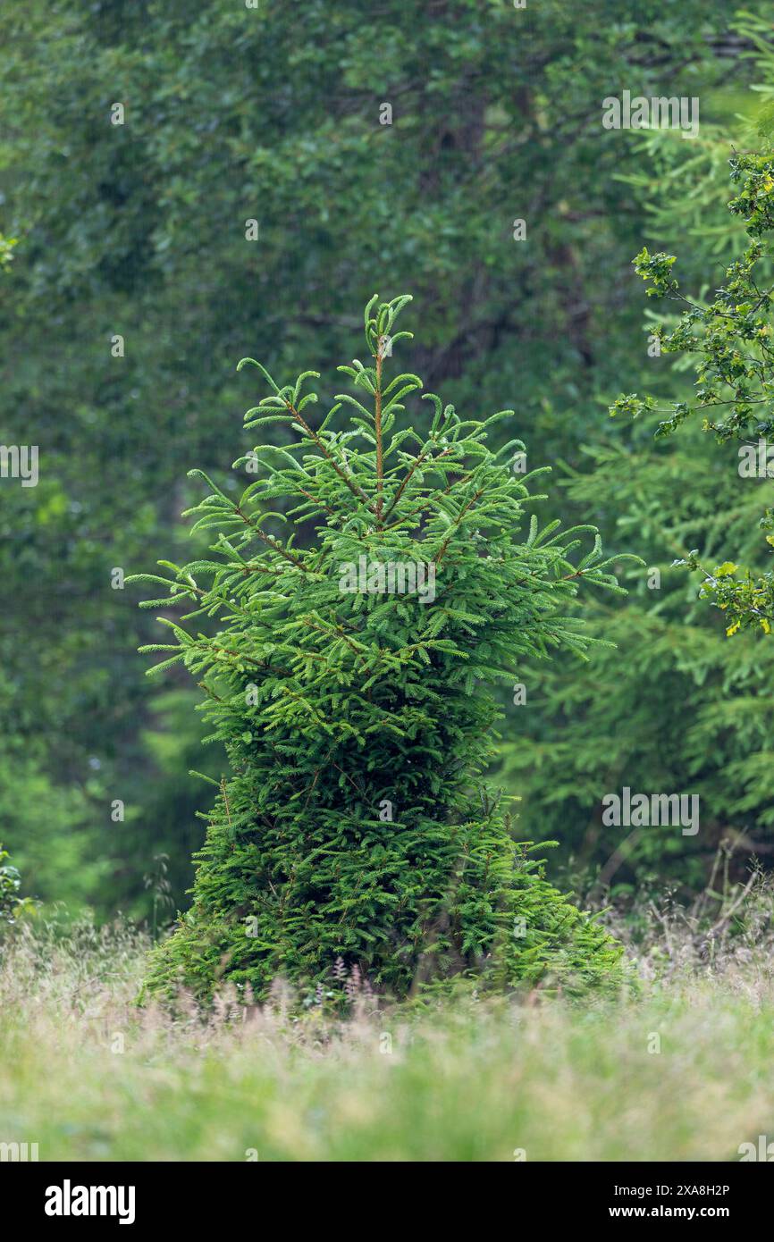 Cette épinette de Norvège (Picea abies) est régulièrement parcourue par Red Deer. Les dommages sont clairement visibles sur les brindilles dans la zone centrale. Allemagne Banque D'Images