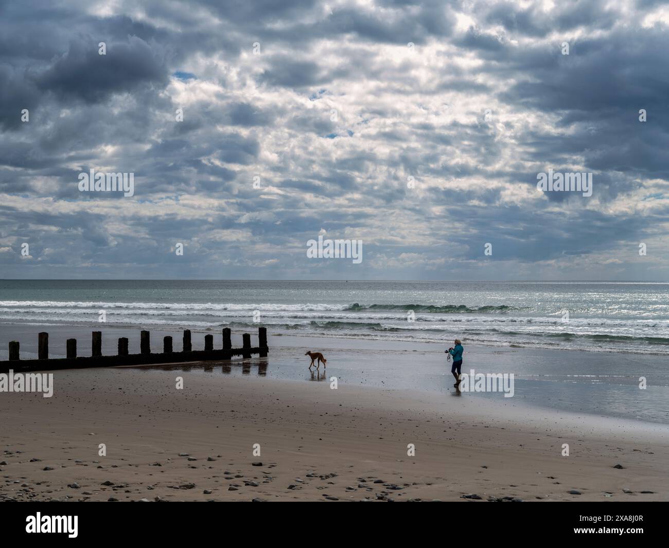 Femme promenant le chien saluki sur la plage de Barmouth sous un ciel d'été dramatique Banque D'Images